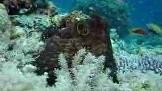 Escape Of Octopus