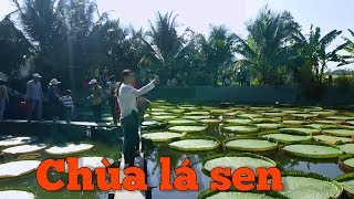 Chùa lá sen lá sen to đùng cuộc sống miền tây hải quan tv