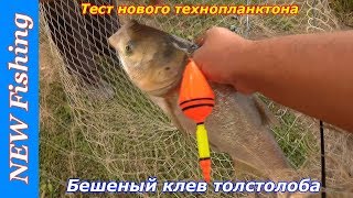 Тест нового технопланктона. Бешеный клев толстолоба.