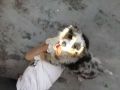 Un cane che incula mio cugino