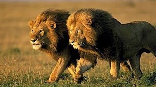 Kötü Huylu Aslanlar 2020 Nat Geo Wild Türkçe Belgesel #belgesel #aslan