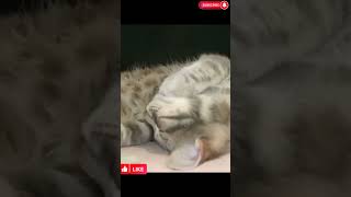 Ночной Дебошир 😀 #Shortscats #Cat #Ржачныевидео #Tiktok #Приколы #Смех #Смех_До_Слез