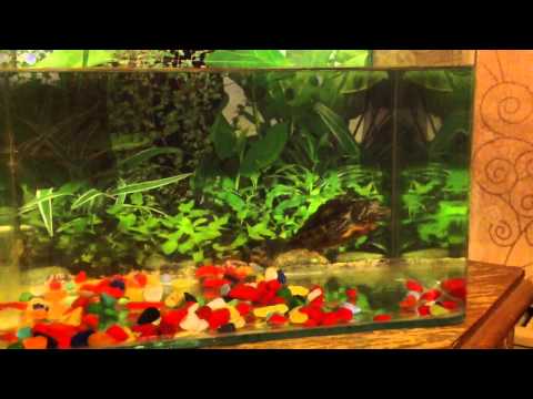 Purifier Video