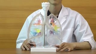 気管支樹CTモデル，肺・喉頭部付：動画
