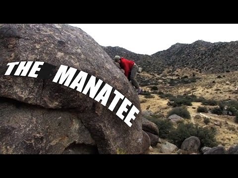 The Manatee