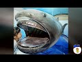 weird marine animals