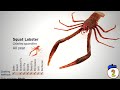 weird marine animals
