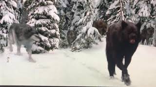 Twilight Wolves Fight Song Read Description