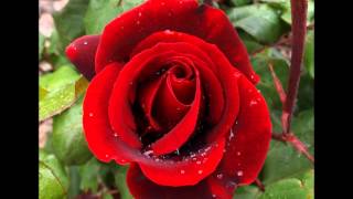 Watch Robert Burns My Love Is Like A Red Red Rose video