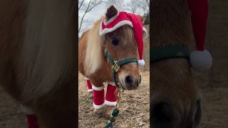 Merry Christmas From Homestead Horsemanship!🌲🫶🌲 #Shorts #Pony #Horselife #Christmas #Equine