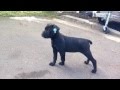 Black Female Cane Corso, Italian Mastiff