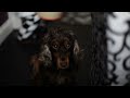 Cocker Spaniel 5D Mark II Test Footage with Sigma 50mm F/1.4