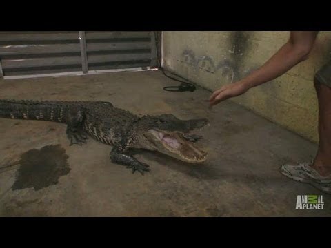 gator in the garage gator boys a scared gator finds its way into a