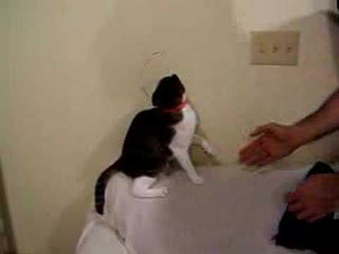 funny cats video. Super Funny Cat Video