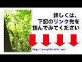 子供が目を細めたら・・お子さんの視力回復