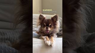 Scary Dog Scream Caught On Camera Jumpscare Warning