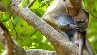 An Alpha Female Kidnaps Son of Lower Status Macaque