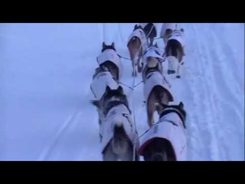 Iditarod Sled Dogs. and the Iditarod sled dogs