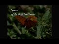 Dance of the Butterflies: Slow Motion Gulf Fritillaries 720p HD Upscaled Casio EX-F1