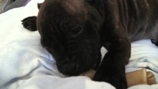 Staffordshire Bull Terrier Puppy Uffe 12 Weeks Old