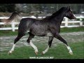 Black Arabian filly dancing at the trot