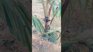Coconut Well Growing...