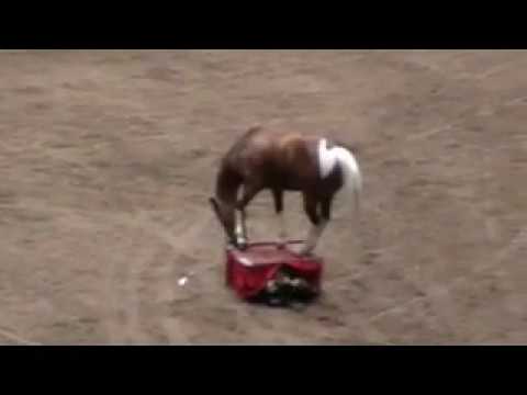 Minnesota State Fair 2009- Funny Horse Video