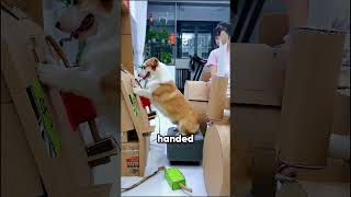 Cardboard Tractor With A Girl And Her Dog