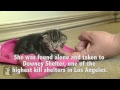 Helpless 8 Day Old Kitten Rescued From High Kill Shelter