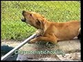 Rabies in dogs (Extract)