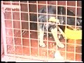 Rabies in dogs (Extract)