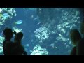 Видео Монако, Музей океанографии