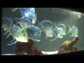 Video Монако, Музей океанографии