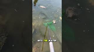The Shocking Art Of Electric Fishing