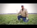 Using a Grazing Stick to Determine Stocking Rates on Winter Pasture