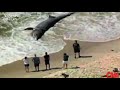 Giant Megalodon Shark Washed Ashore Australian Beach Real Or Fake images Giant Megalodon Shark Washed Ashore Australian Beach Real Or Fake