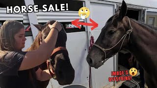 Specialty Missouri Trail Horse Sale! - You Don