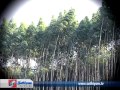 Pasumai Neram - Thaila Maram (Eucalyptus tree)