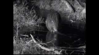 Bbc Winterwatch 2013 - Episode 1
