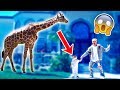 SURPRISING MINI JAKE PAUL WITH A GIANT GIRAFFE!! (CUTE)