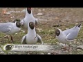 BTO Bird ID - Small black-headed gulls
