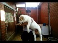 Продаются элитные щенки САО - 