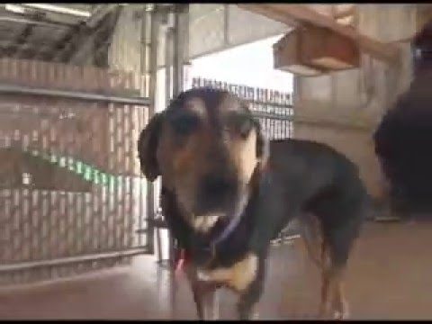 The Mutts do the pebbles thing at a friends wedding 700 Camp Bow Wow 