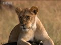 Lions vs Spitting Cobra - BBC wildlife