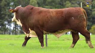 LOTE 01 | Remate Braford Estância do Sossego 2021