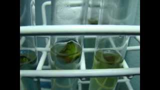 Cultivo in vitro de plantas carnivoras - Dionea mucipula