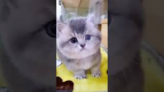Discover The Ultimate Guide To Captivating Cat Videos