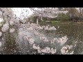 石神井公園　桜と水