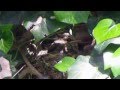 Spotted Flycatcher Nest. With chicks :)
