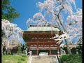 桜桜桜 CHERRY BLOSSOM (SAKURA) JAPANESE TRADITIONAL KOTO player KIMIO ETO